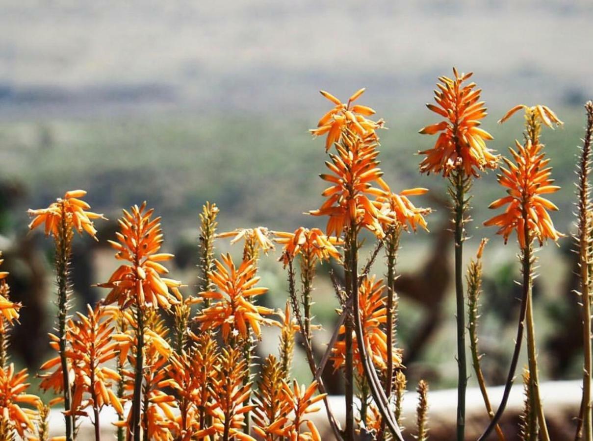 Cortijo El Paraíso Los Escullos Exterior foto